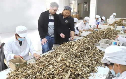 首次自營出口,呼倫貝爾的野生蘑菇開始進(jìn)入歐洲市場(chǎng)